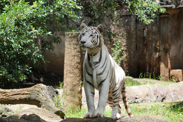 Tiger in the zoo