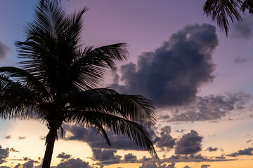 Fototapeta na wymiar vue du sommer d'un arbre tropical avec ses branches en silhouette sur un ciel matinal