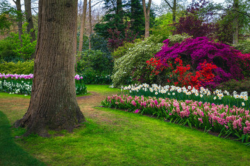 Beautiful flower beds with daffodils, hyacinths and azalea bushes, Netherlands
