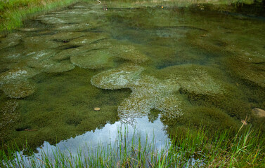river in the forest