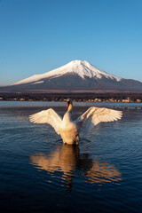 Swan stretching wings in front of Mount Fuji, Yamanaka lake Japan © RP007