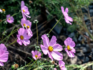 Fototapeta premium delicate beautiful fresh bright purple flowers of cosmea