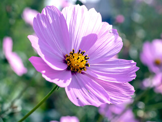 Fototapeta premium delicate beautiful fresh bright purple flowers of cosmea