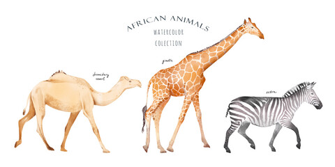 Watercolor hand drawn set with colorful illustration of savannah african animals isolated on white background. Giraffe, zebra, camel. Realistic safari wildlife collection.