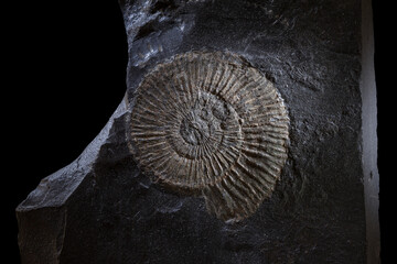 Dactylioceras, a Jurassic ammonite fossil - obrazy, fototapety, plakaty