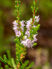 heather on a summer day closeup