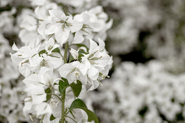 Fotografia de natureza - bougainvillea spectabilis - Planta 