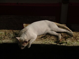 Cute male cat sleeping in the wall