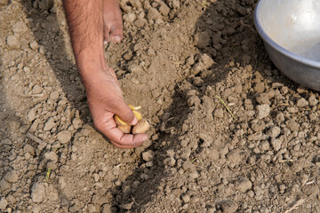 Planting potatoes seeds into the field.
