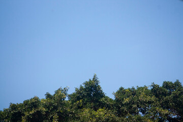 Obraz na płótnie Canvas trees and sky background