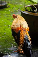 Thai hen in the farm  