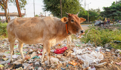 Cows eat food on a garbage dump.Cow chip vegetation on the waste pile.Cow eating trash plastic bag...