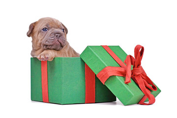 Cute blue fawn French Bulldog dog puppy peaking out of green Christmas gift box on white background