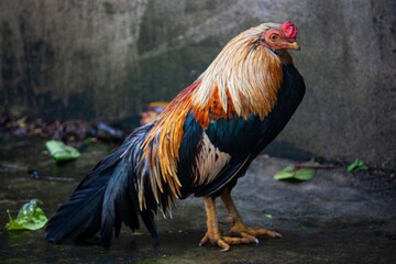 rooster in the farm