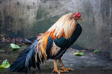 Thai rooster or hen in the farm. 
