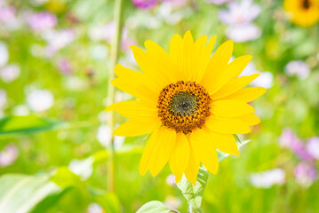 Sunflower in a garden