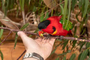 Parrot  Lori - Loriinae - sits on a branch and eats food from the visitors hand in an aviary for...