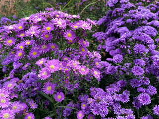 Obraz premium Chrysanthemum flowers bloom in autumn in the chrysanthemum garden. Closeup photo, blurred.