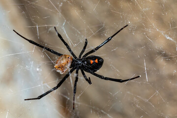 black widow spider on a web with her prey