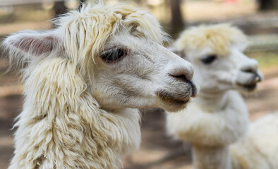 Portrait of funny lama with fringe in zoo