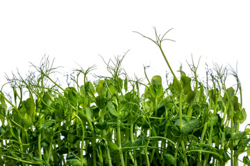 Growing green peace at home in a plate, micro green, close-up