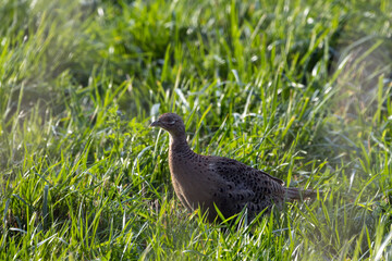 weibliche Fasan Henne