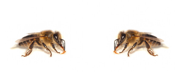 Bees isolated on white background. Honeybee close-up.