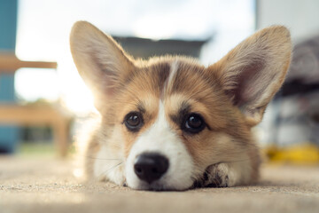Portrait of sweet welsh pembroke corgi puppy pet lying on concrete floor, looking at camera,...