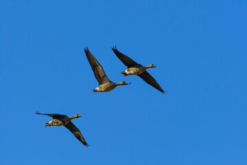 北国の冬の渡り鳥、青空の下で群れで飛ぶマガン