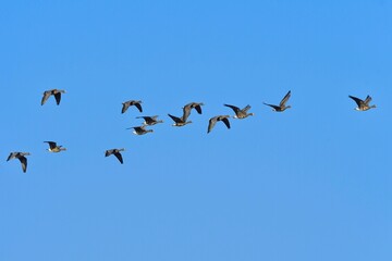 北国の冬の渡り鳥、青空の下で群れで飛ぶマガン