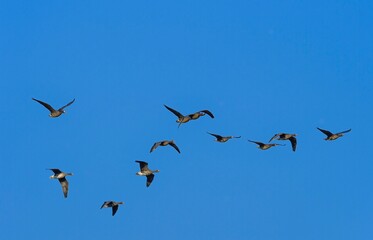 北国の冬の渡り鳥、青空の下で群れで飛ぶマガン