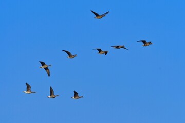 北国の冬の渡り鳥、青空の下で群れで飛ぶマガン