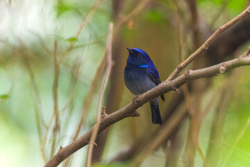 Fototapeta premium Small niltava (Niltava macgrigoriae) at Lion Safari Park, Rabindra Saravar, Kolkata, India