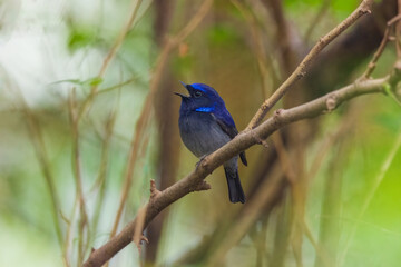 Obraz premium Small niltava (Niltava macgrigoriae) at Lion Safari Park, Rabindra Saravar, Kolkata, India