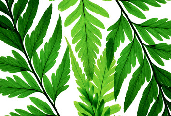 Fototapeta na wymiar Green fern pattern on white background