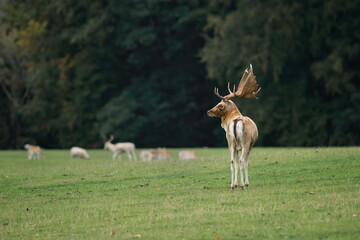 A view taken from behind of a fallow deer buck. He has turned his head for a profile portrait