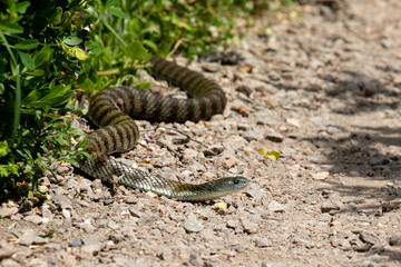 Tiger Snake (Notechis scutatus), is one of the most venomous snakes on earth. Seen here on a...