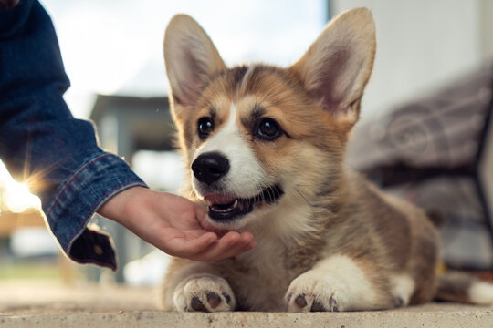 Cropped photo of little girl wearing denim jacket, caressing, stroking fur of snout of charming welsh pembroke corgi puppy pet lying in yard. Pet care, animal life, domestic animal, veterinary clinic.