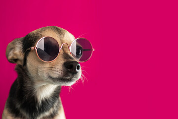 dog clothes, pet accessories, puppy in sunglasses on a pink background, summer toy terrier, funny...