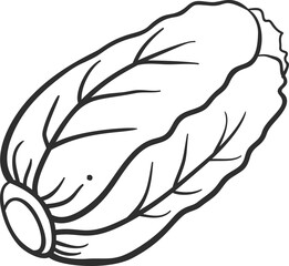 Sketch lettuce vegetable icon vector illustration. Black line contour sketch vegetable icon on white background for restaurant menu vintage design