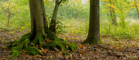 Korzenie drzewa pokryte mchem © KoLesfot