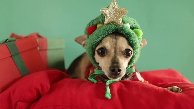cute funny christmas dog in a Christmas tree hat with christmas gifts lies and licks