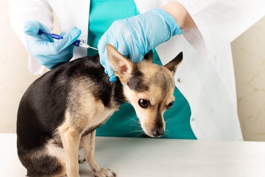 pet chipping, veterinarian with a syringe injects a chip into the withers of a dog, animal microchip injection