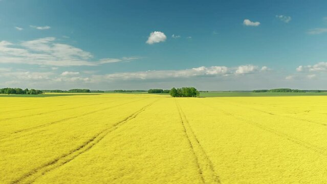 Aerial shot with wide rapeseed landscape and blue sky