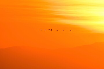 オレンジ色に染まる夕焼けの宮城県蕪栗沼で見られるガンのねぐら入り