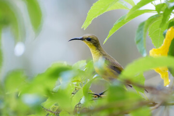 Olive-backed sunbird female, Cinnyris jugularis