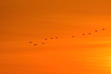 オレンジ色に染まる夕焼けの宮城県蕪栗沼で見られるガンのねぐら入り