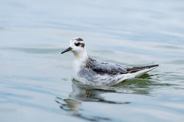 Red phalarope in the water, nonbreeding plumage, Phalaropus fulicarius