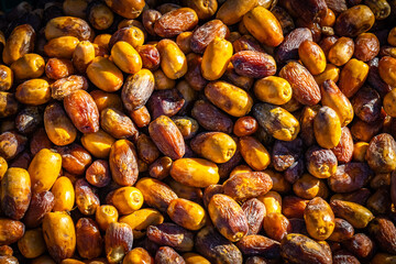 date harvest, dates, morocco, erfoud, north africa, 