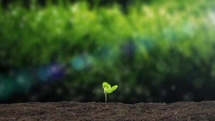 Restoration of all things and germination of seedlings